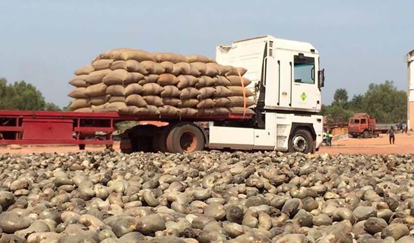 Exportação de castanha de cajú