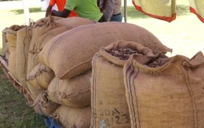 ACOSS SARL Conclui com Sucesso Nova Remessa de Exportação de Castanha de Cajú